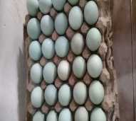 Telur asin barokah 
